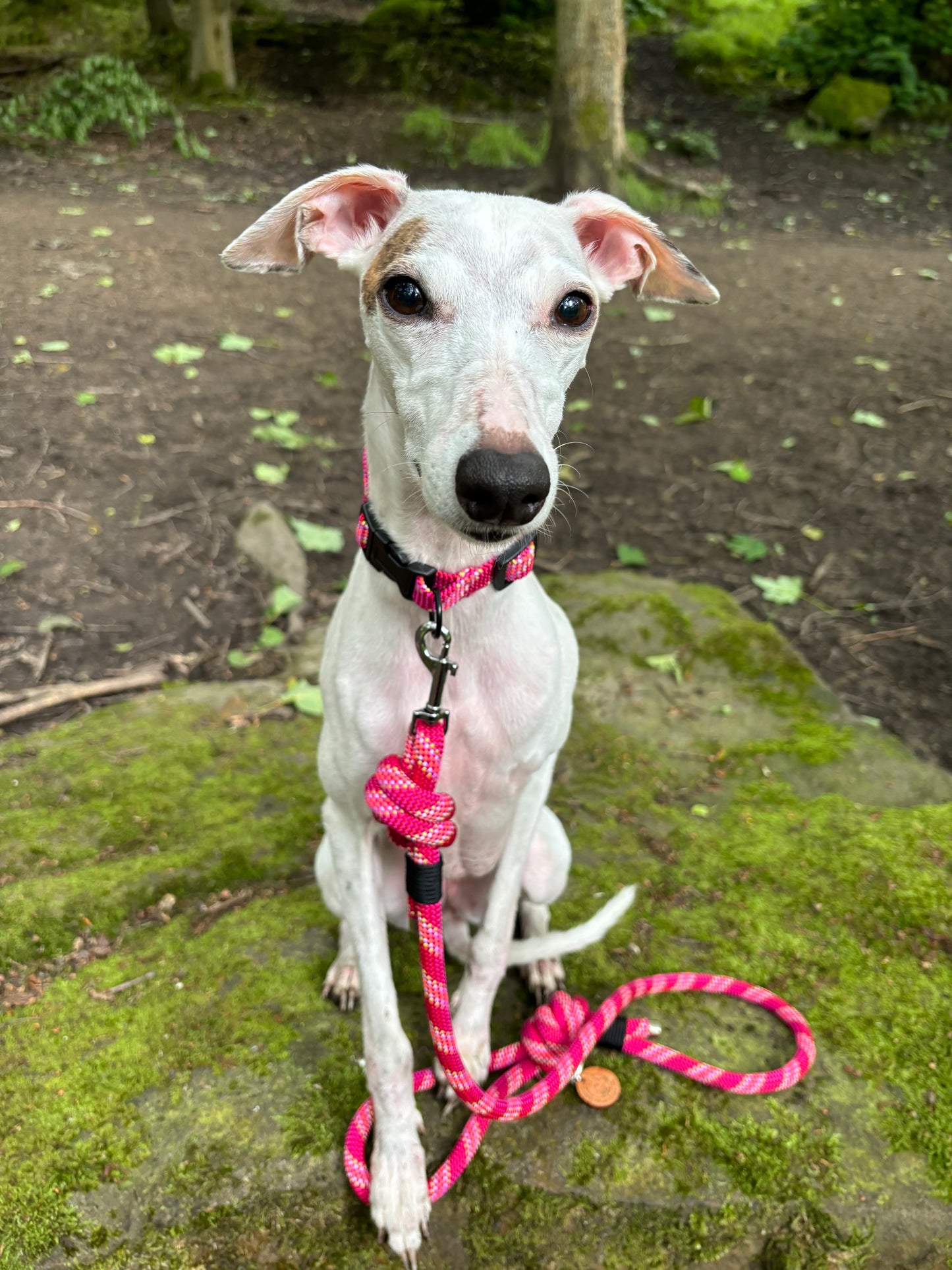 Bright Pink, Beal® Retired Climbing Rope Dog Lead