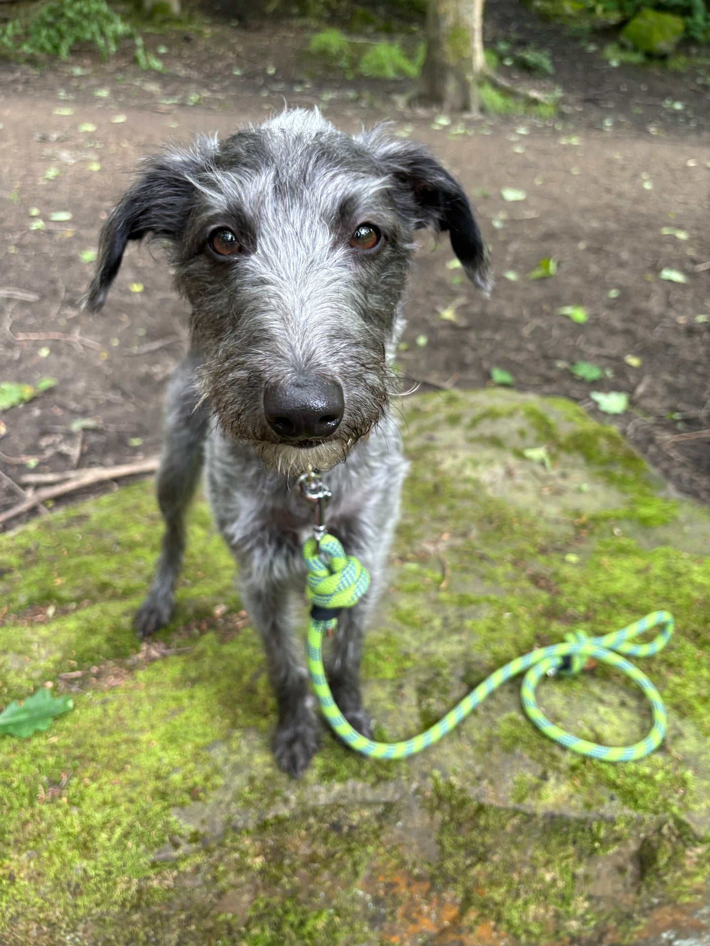 Green & Blue, Mammut® Retired Climbing Rope Dog Lead