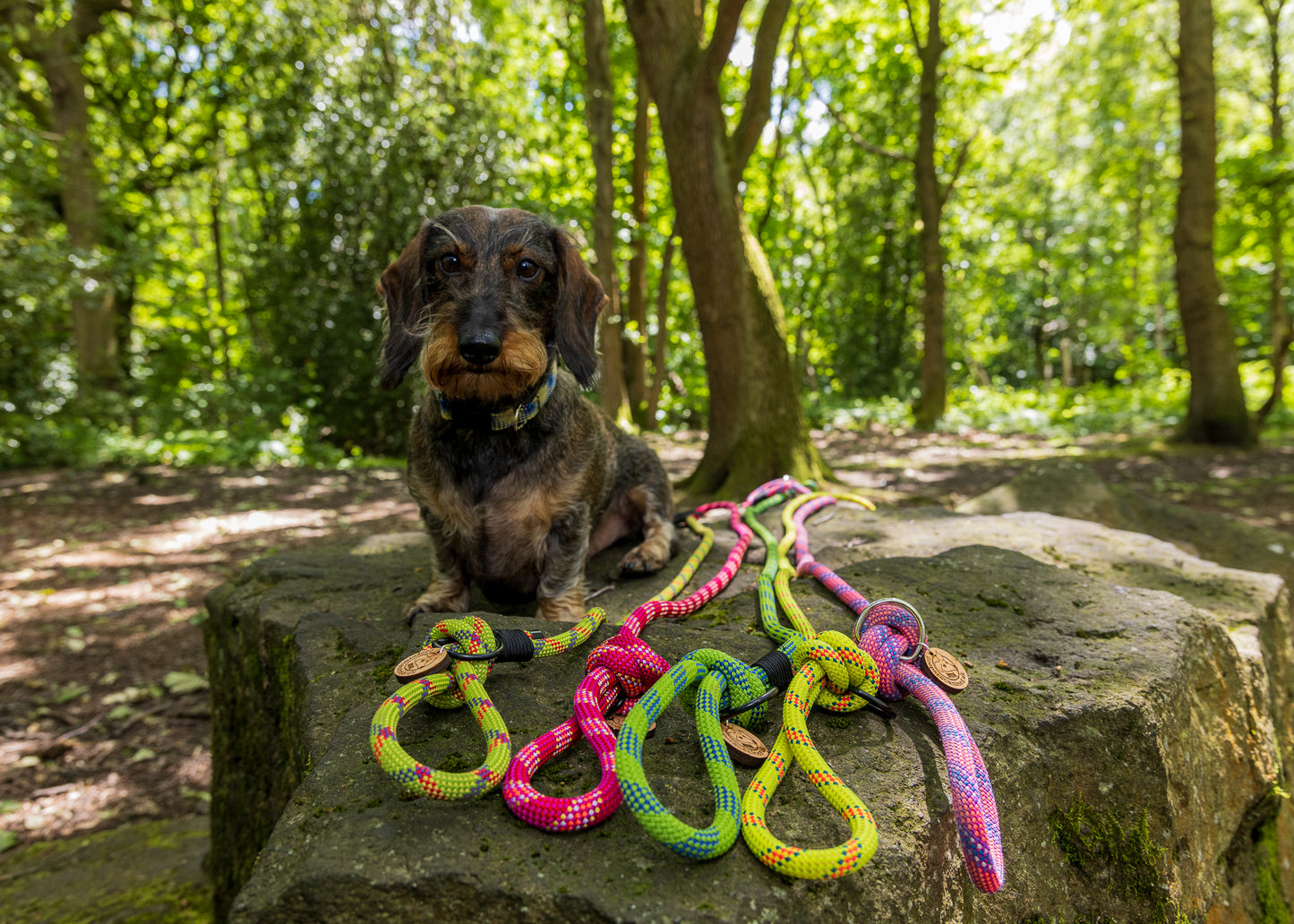 Green & Red, Beal® Retired Climbing Rope Dog Lead