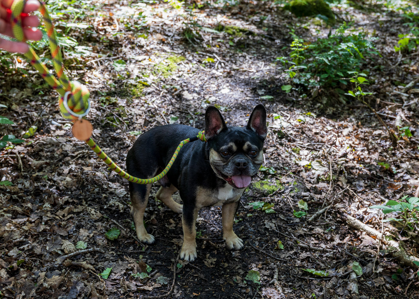 Green & Red, Beal® Retired Climbing Rope Dog Lead