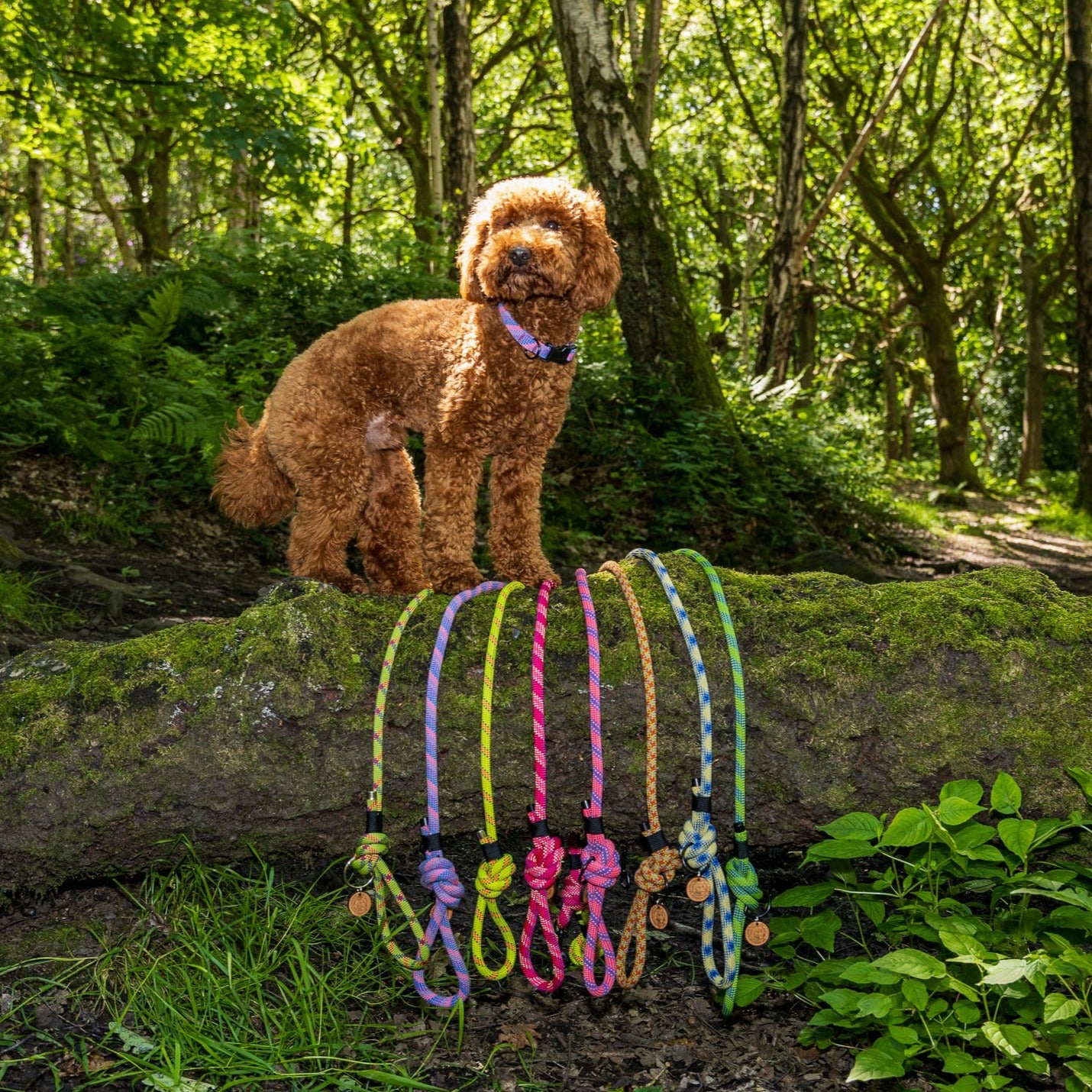 Yellow & Blue, Retired Climbing Rope Dog Lead