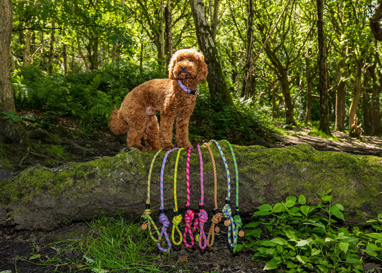 Dark Orange, Retired Climbing Rope Dog Lead